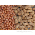 Red skin raw peanut kernels